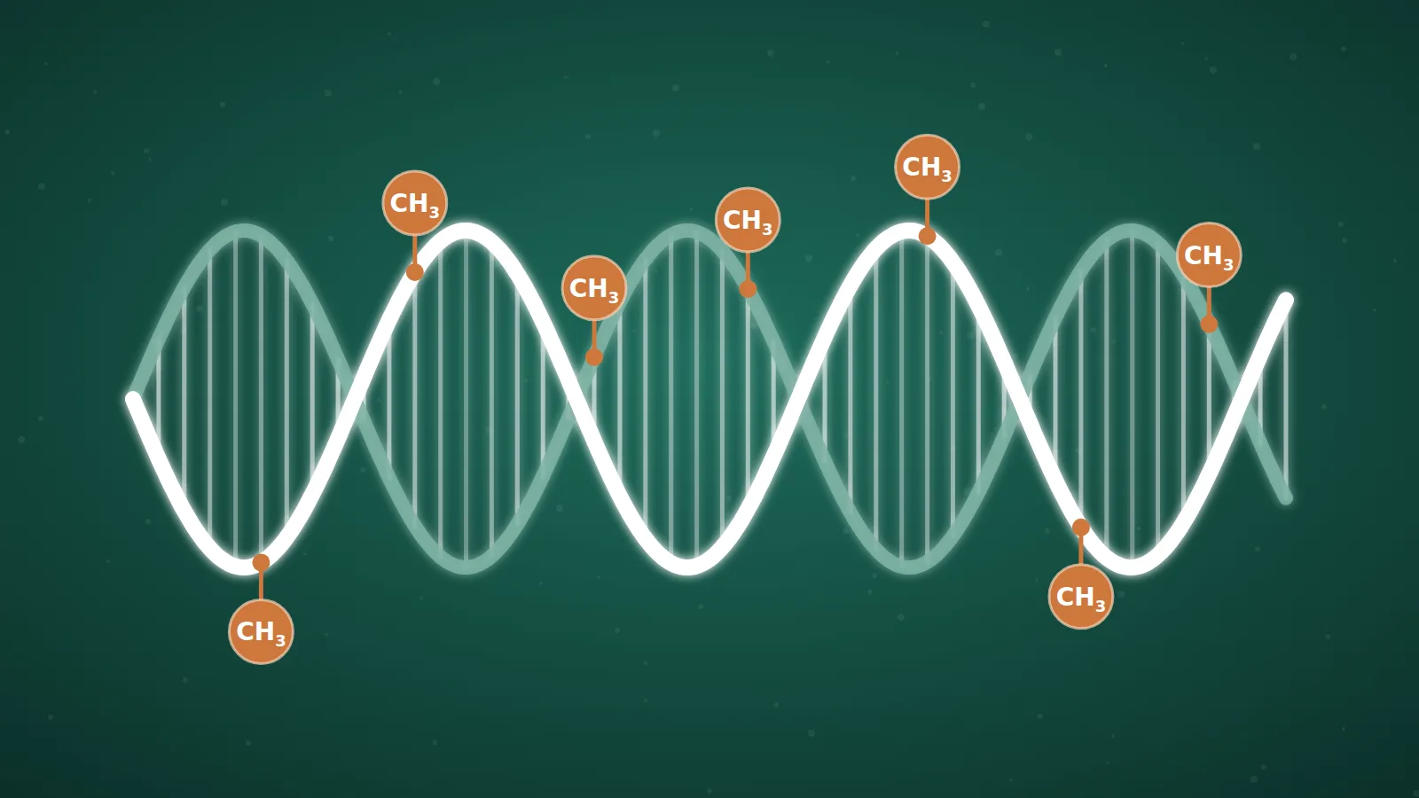 What Is Methylation?